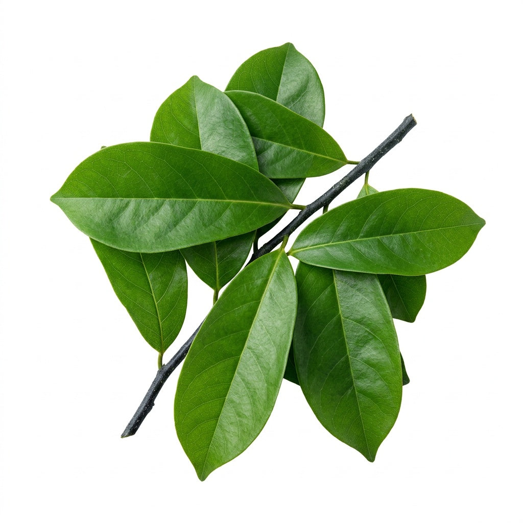 Branche de feuilles de corossol fraîches - épicerie africaine Cocotier Market