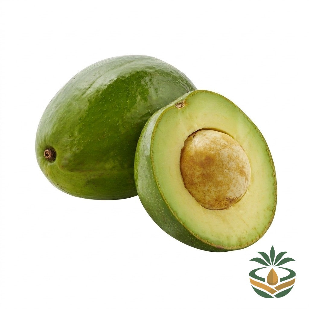 Avocat tropical - épicerie camerounaise authentique | Cocotier Market