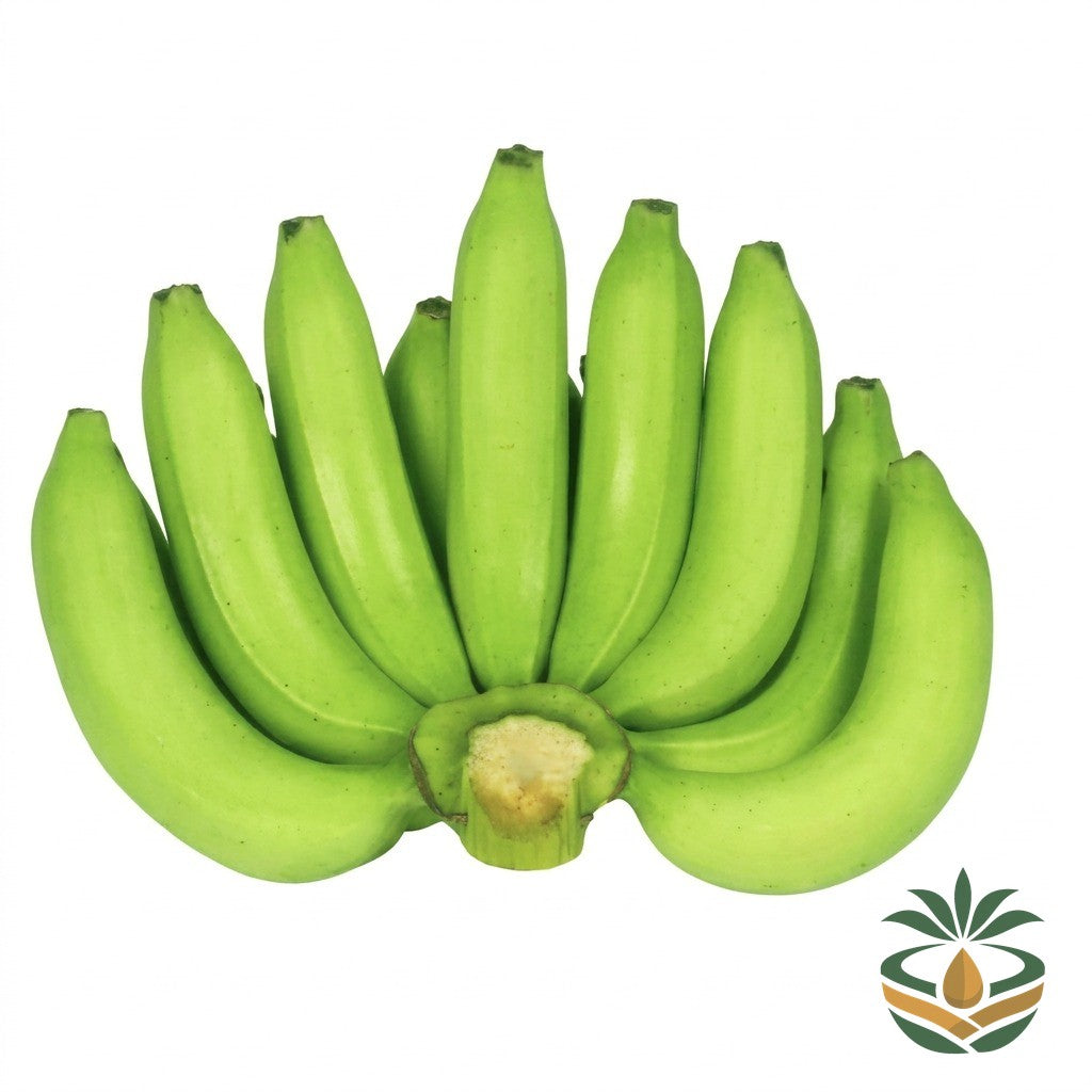 Banane verte - épicerie camerounaise authentique | Cocotier Market