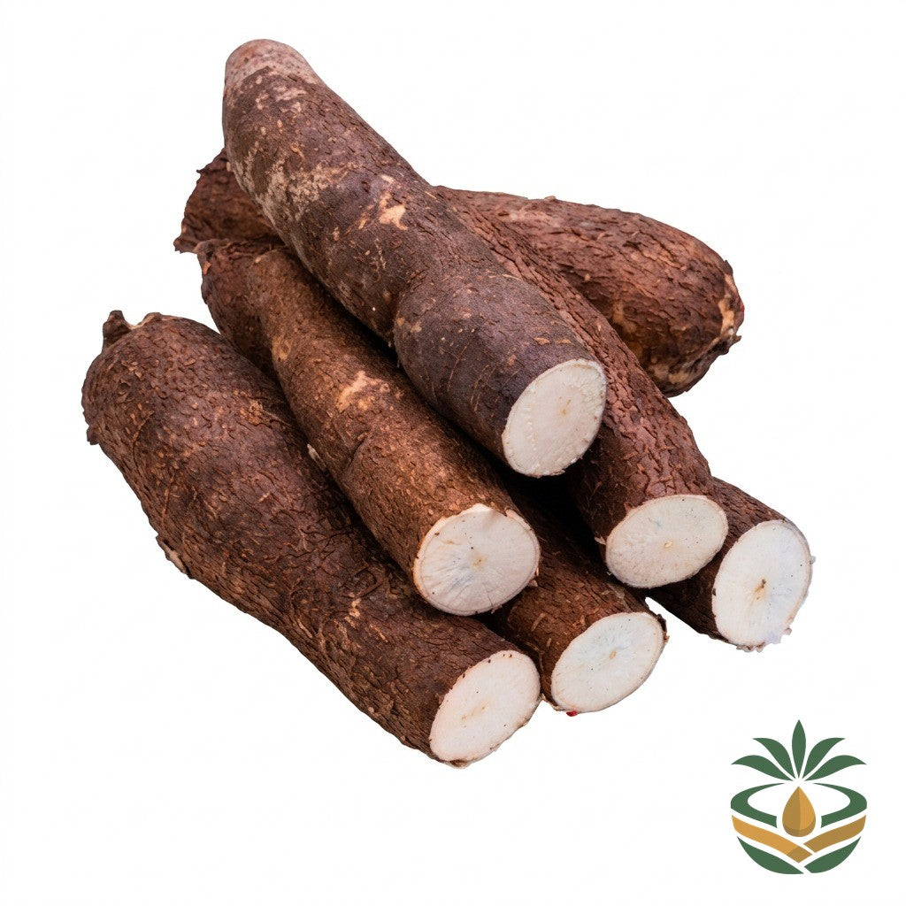 Manioc frais entier - épicerie camerounaise authentique | Cocotier Market