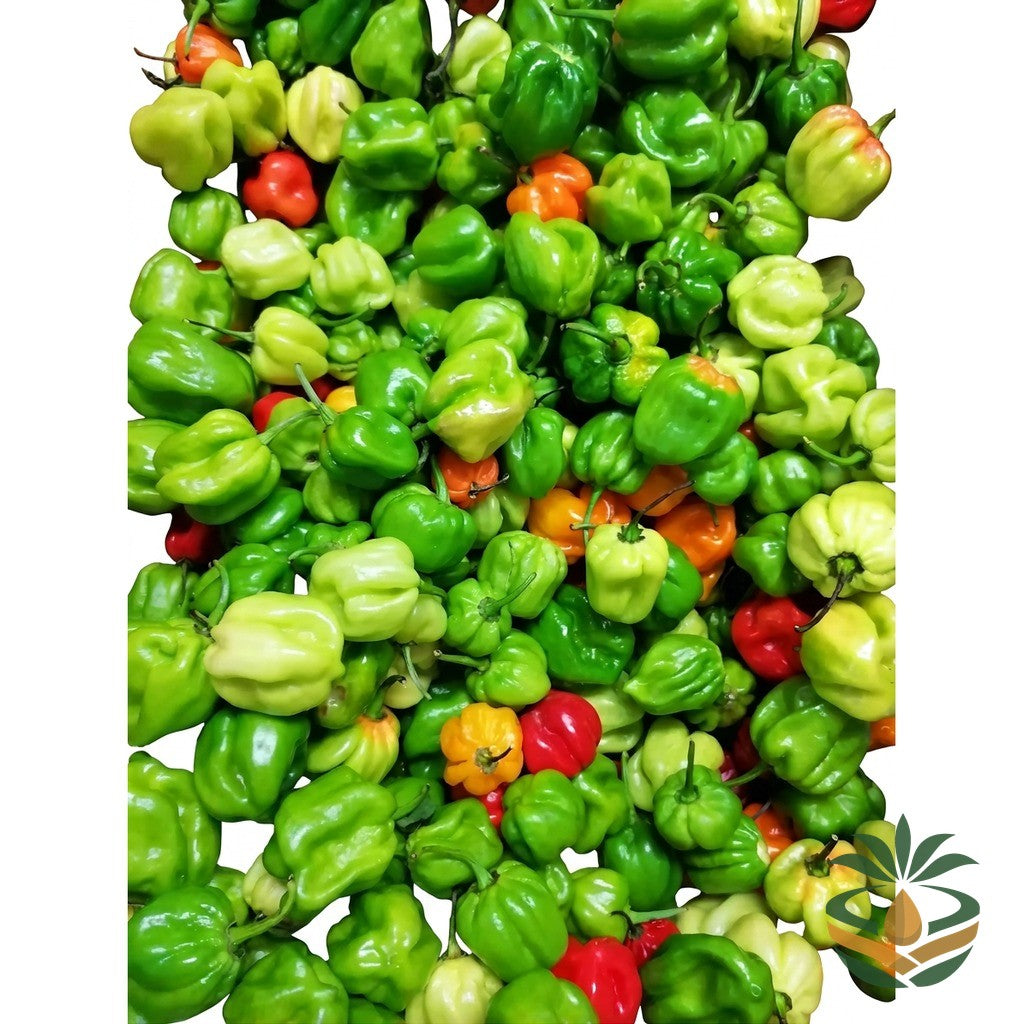Piment frais vert - épicerie camerounaise authentique | Cocotier Market