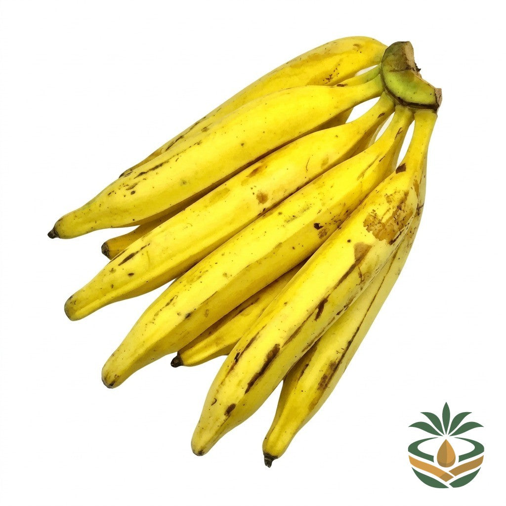 Plantain mûr - épicerie camerounaise authentique | Cocotier Market