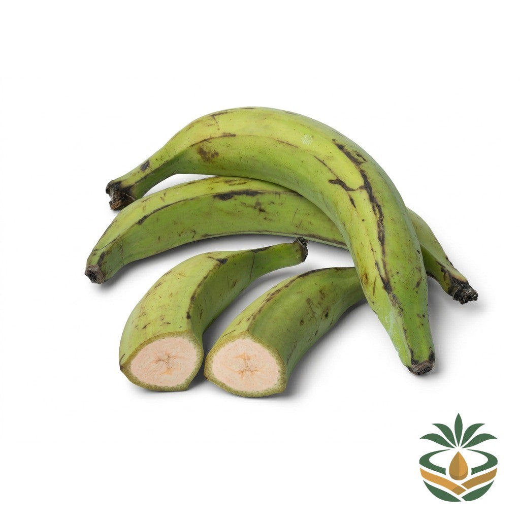 Plantain vert - épicerie camerounaise authentique | Cocotier Market