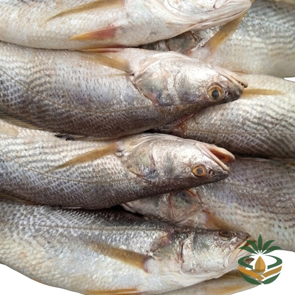 Poisson capitaine frais - épicerie camerounaise authentique | Cocotier Market