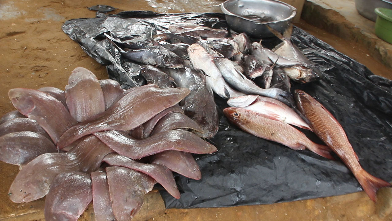 Poissons frais de Kribi