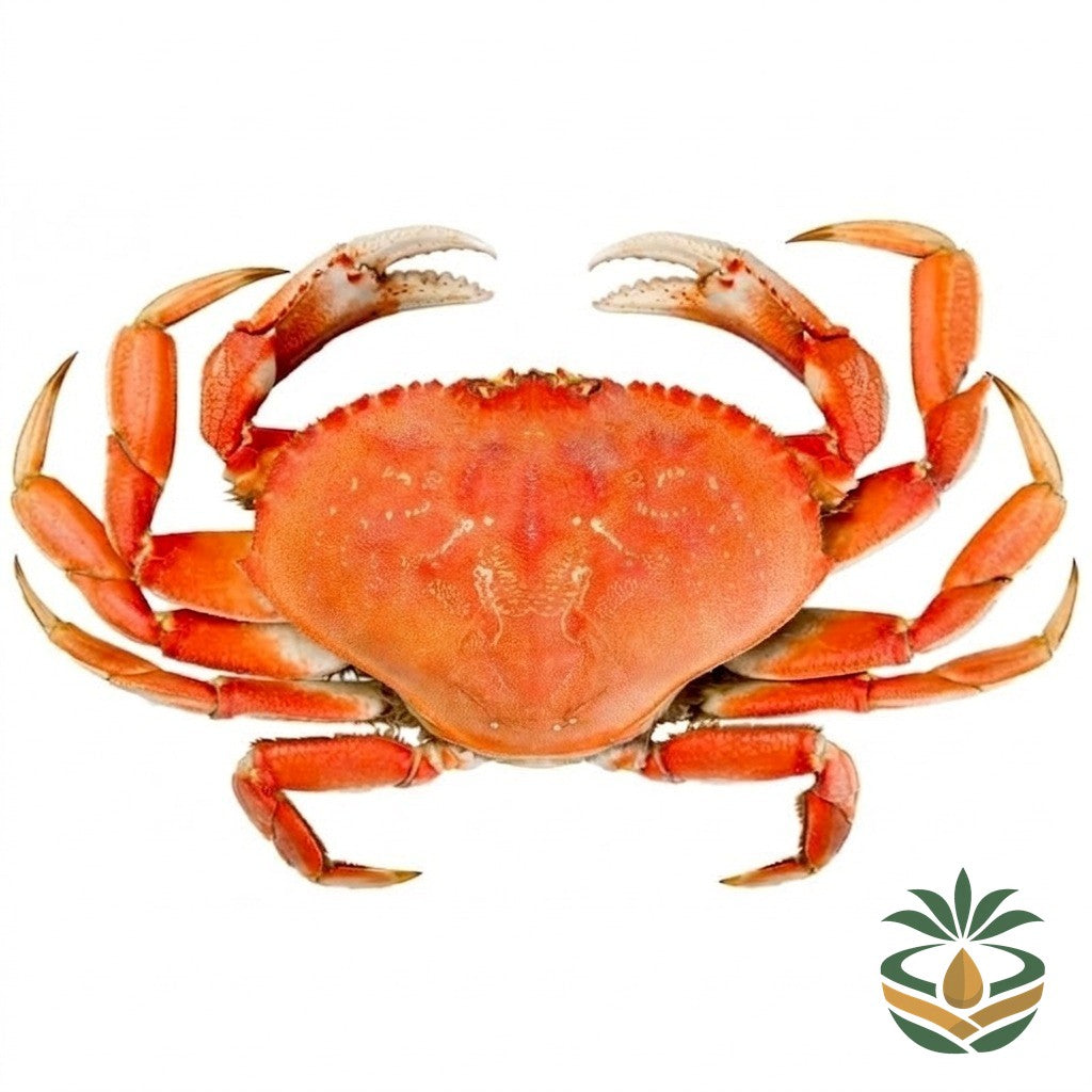 Crabes frais - épicerie camerounaise authentique | Cocotier Market