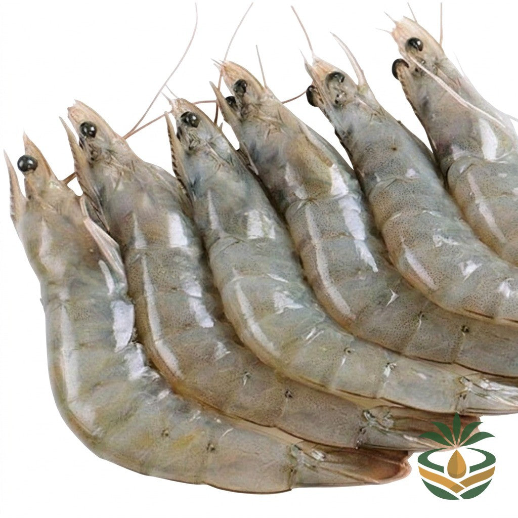 Crevettes fraîches de Kribi - épicerie camerounaise authentique | Cocotier Market