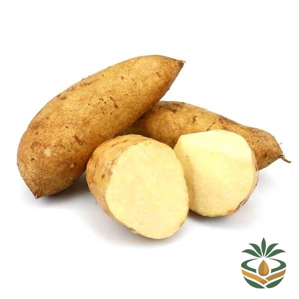 Patate douce blanche fraîche - épicerie camerounaise authentique | Cocotier Market