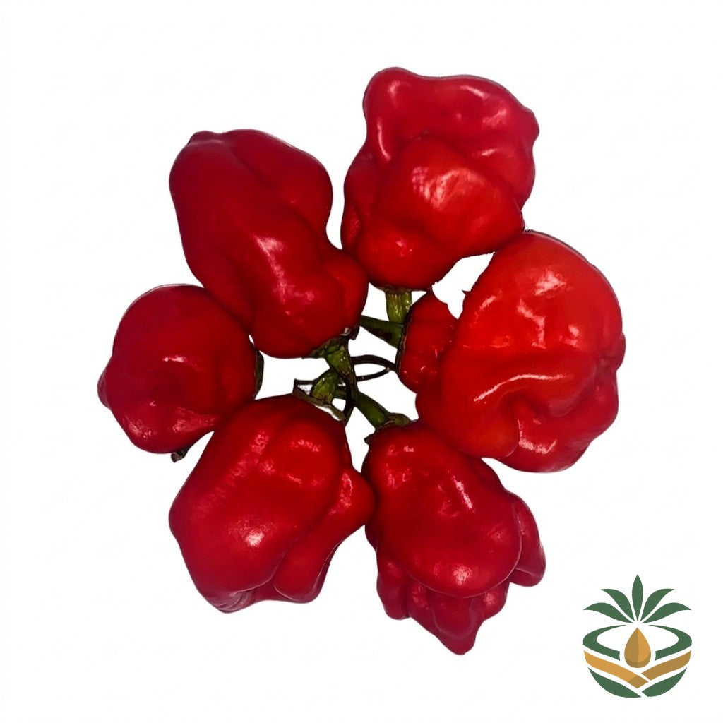 Piment frais rouge - épicerie camerounaise authentique | Cocotier Market