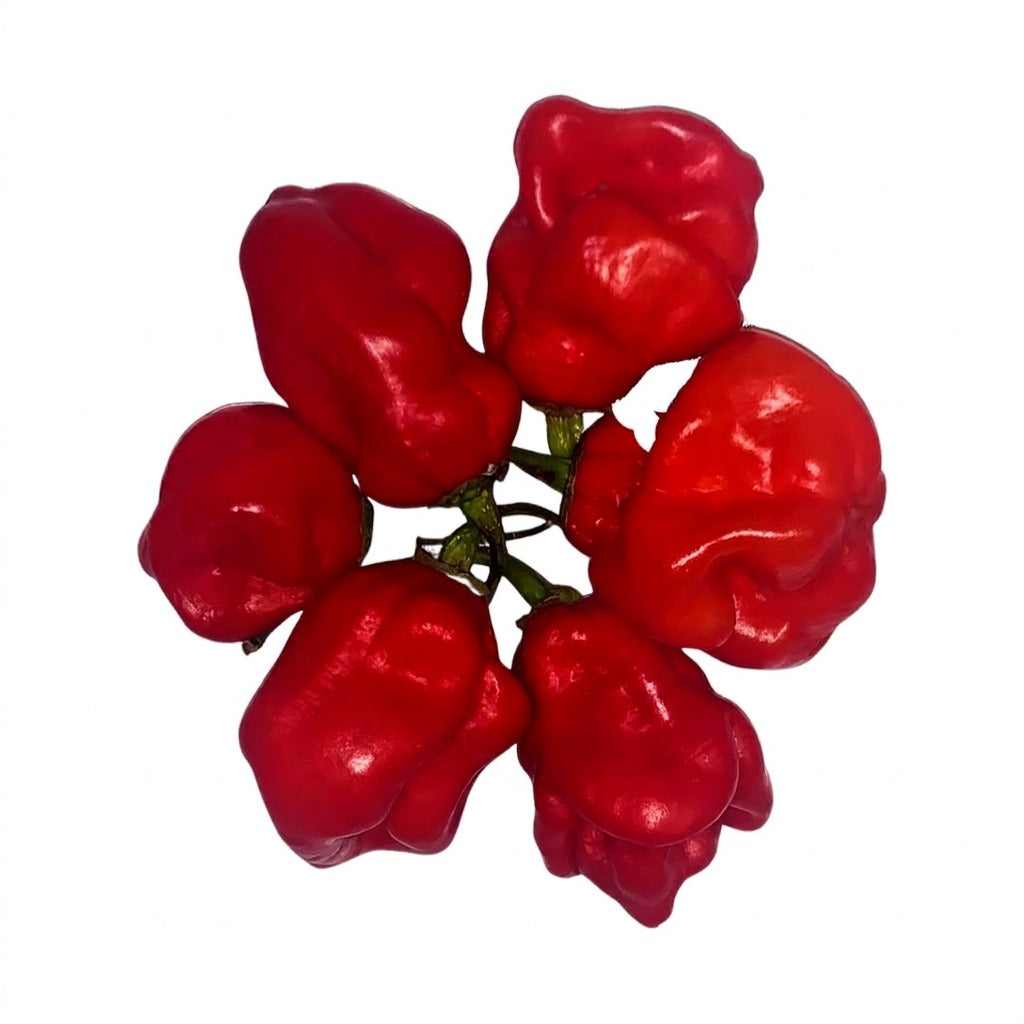 Piment frais rouge - achat en ligne, épicerie africaine Cocotier Market