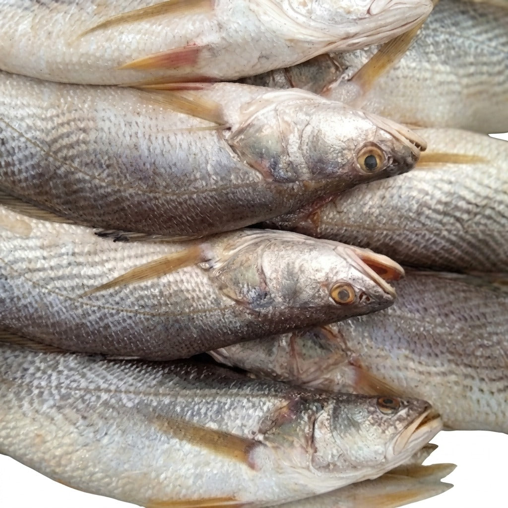 Poisson capitaine frais - achat en ligne, épicerie africaine Cocotier Market