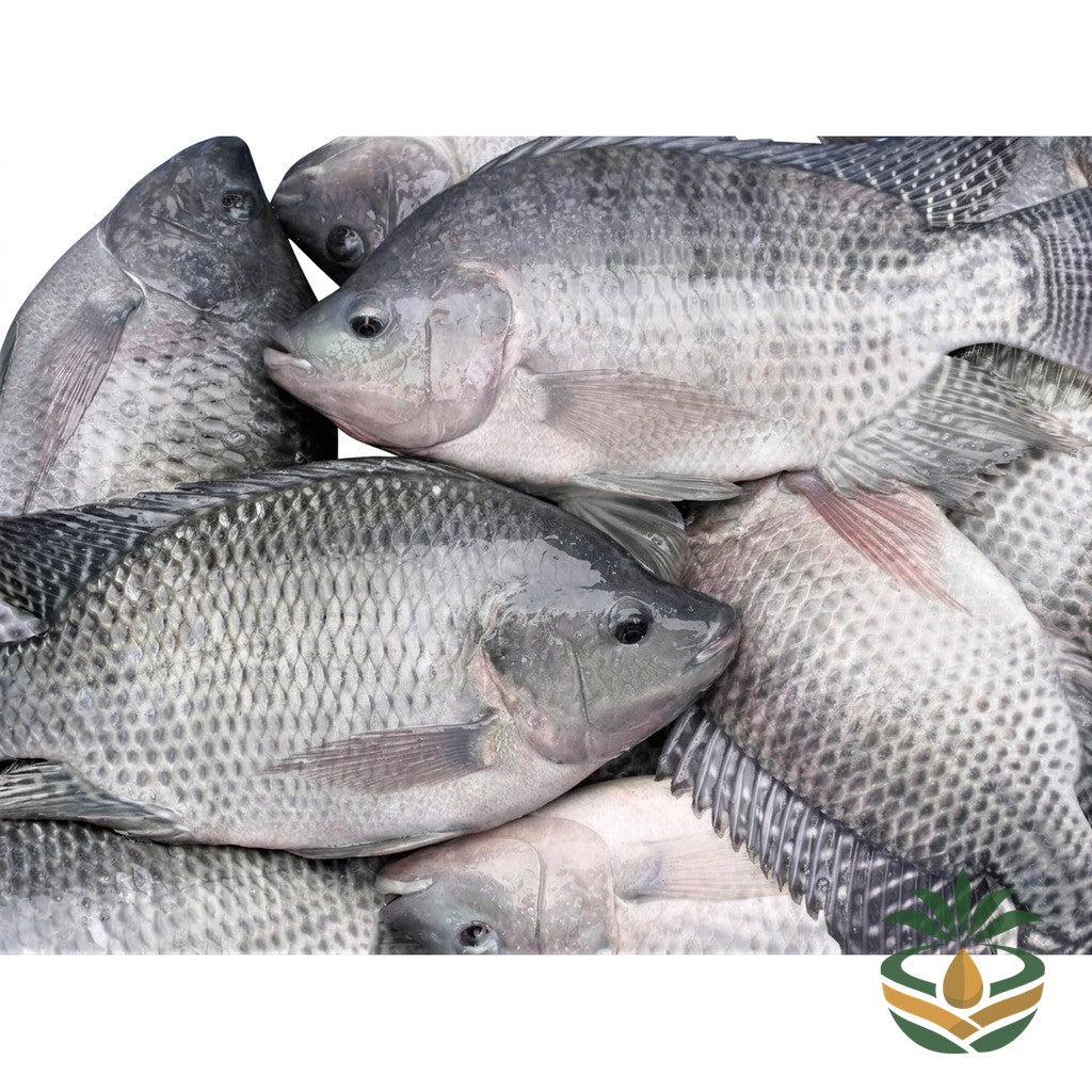 Tilapia frais - épicerie camerounaise authentique | Cocotier Market