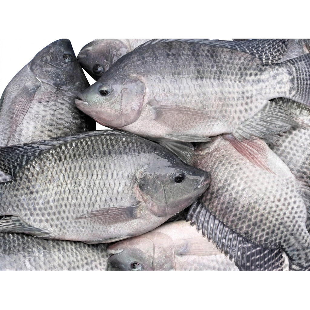 Tilapia frais - achat en ligne, épicerie africaine Cocotier Market